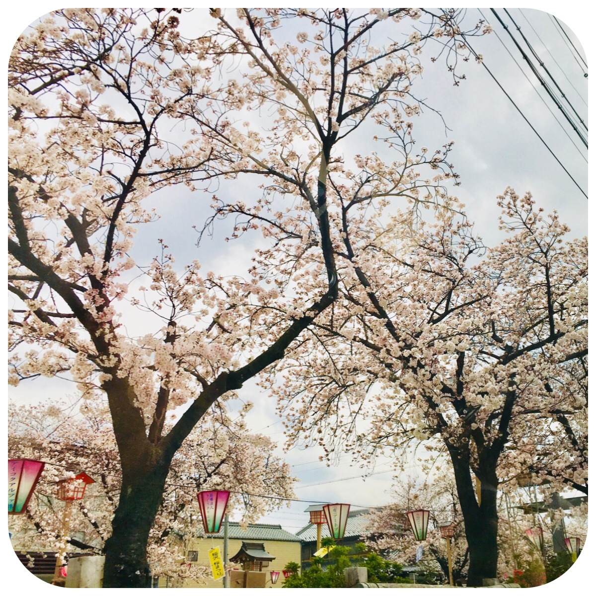 国府宮の桜